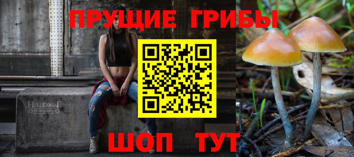 Псилоцибиновые грибы Psilocybe Тайшет